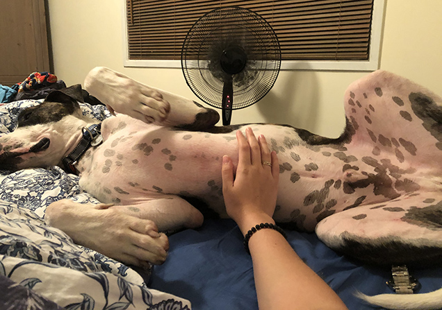 Dash getting his belly rubbed